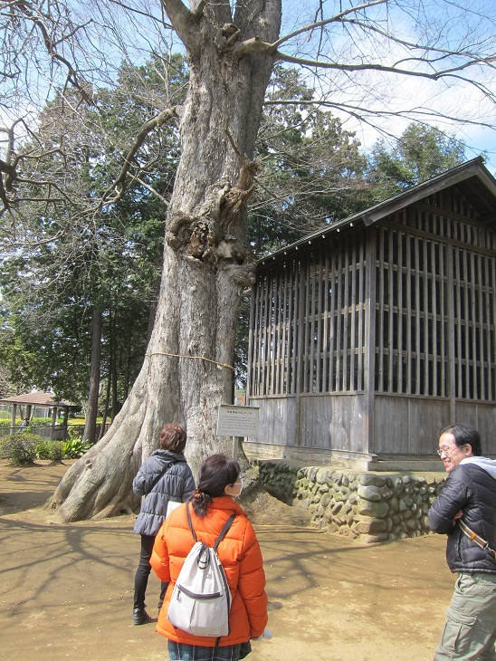 日枝神社のムクノキの大木