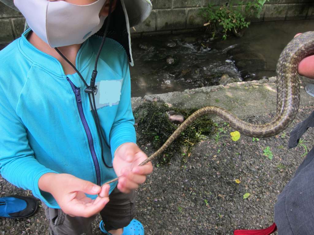 シマヘビなんか怖くない！